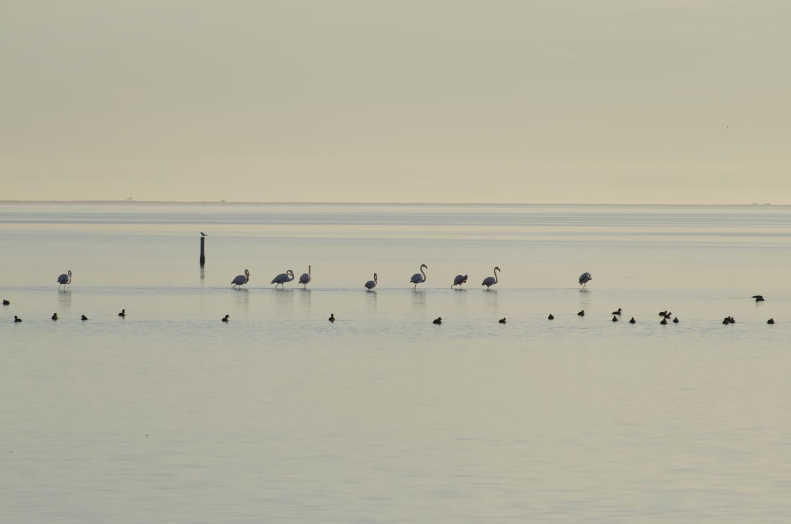 Estol de flamencs a l’aigua del Delta