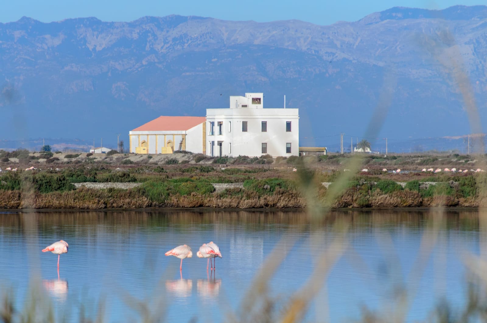 Flamencs davant d’una casa blanca al Delta, amb el Montsià al fons